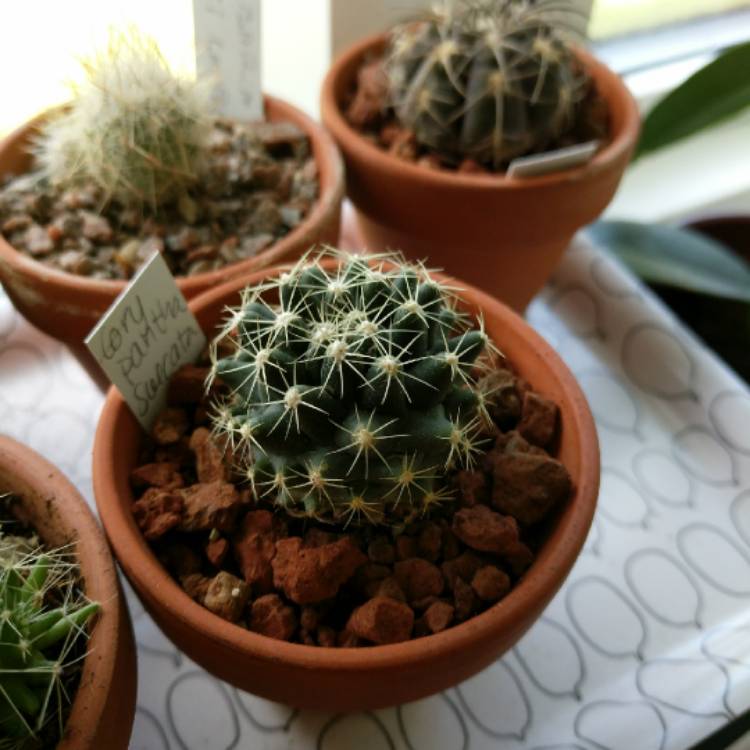 Plant image Coryphantha sulcata syn. Mammillaria sulcata