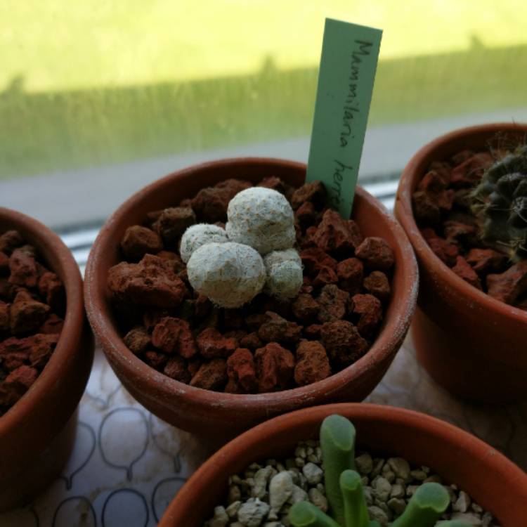 plant image 1077127