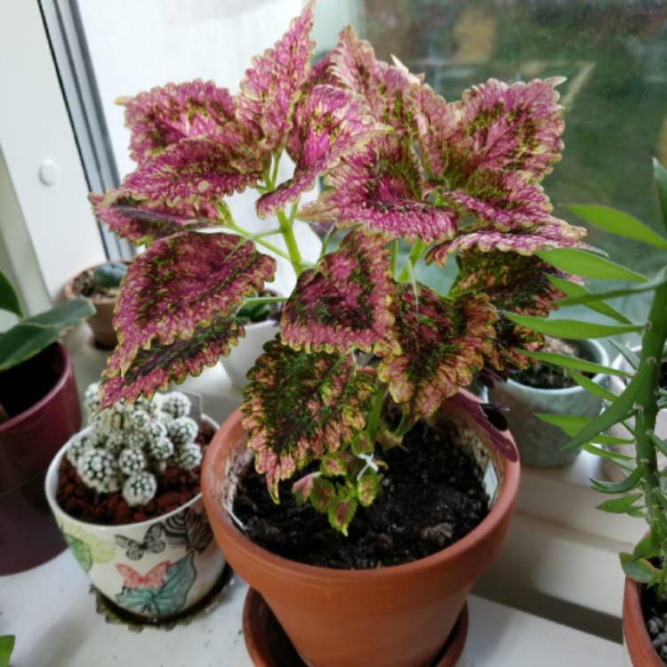 plant image 1133850