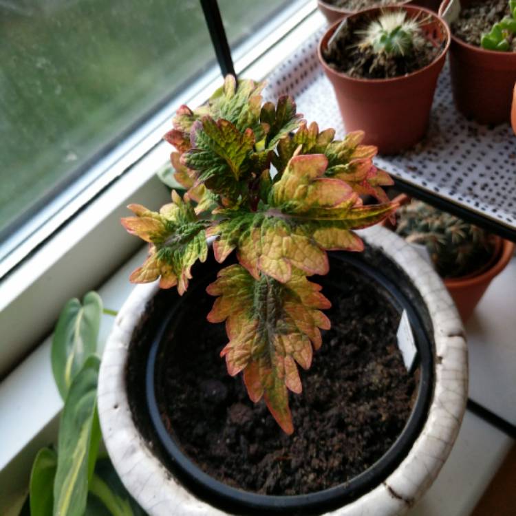 plant image 1133855