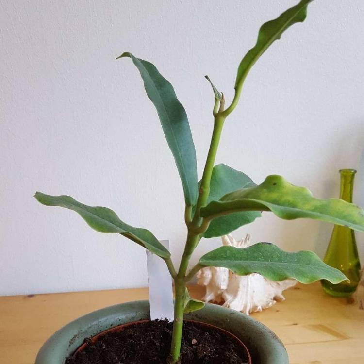 plant image 861655
