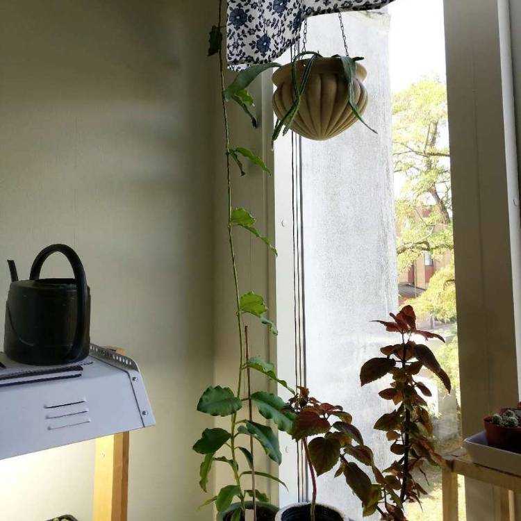 plant image 861656