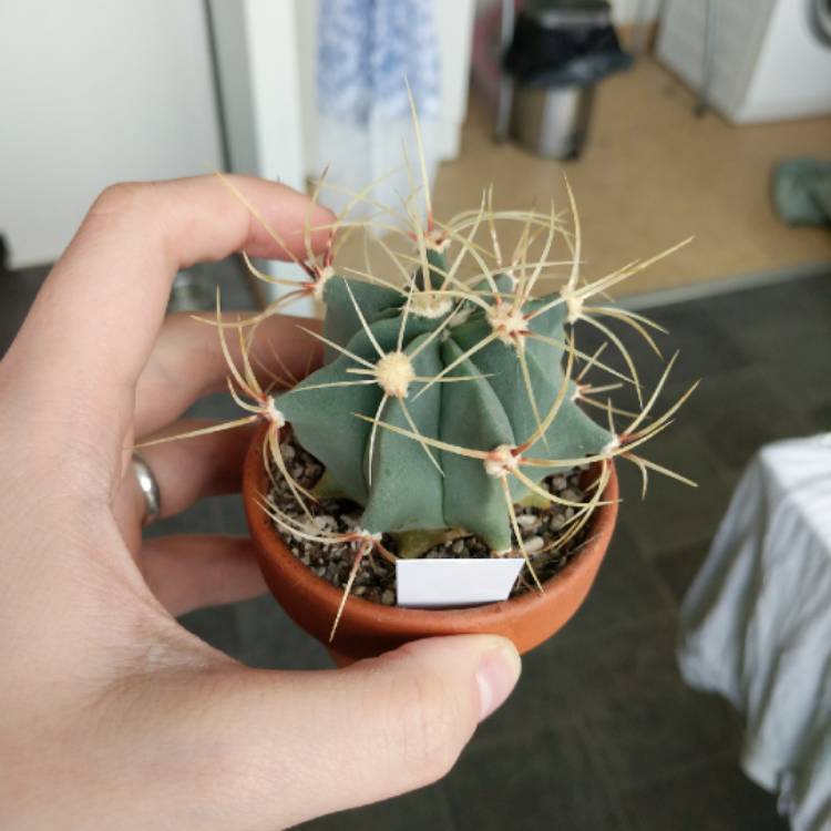 Plant image Ferocactus electracanthus syn. Ferocactus histrix
