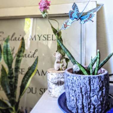 Sansevieria cylindrica 'Boncel'