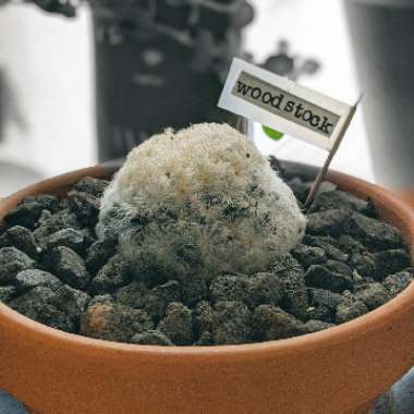 Mammillaria plumosa