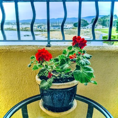 Geranium himalayense  syn. Geranium grandiflorum