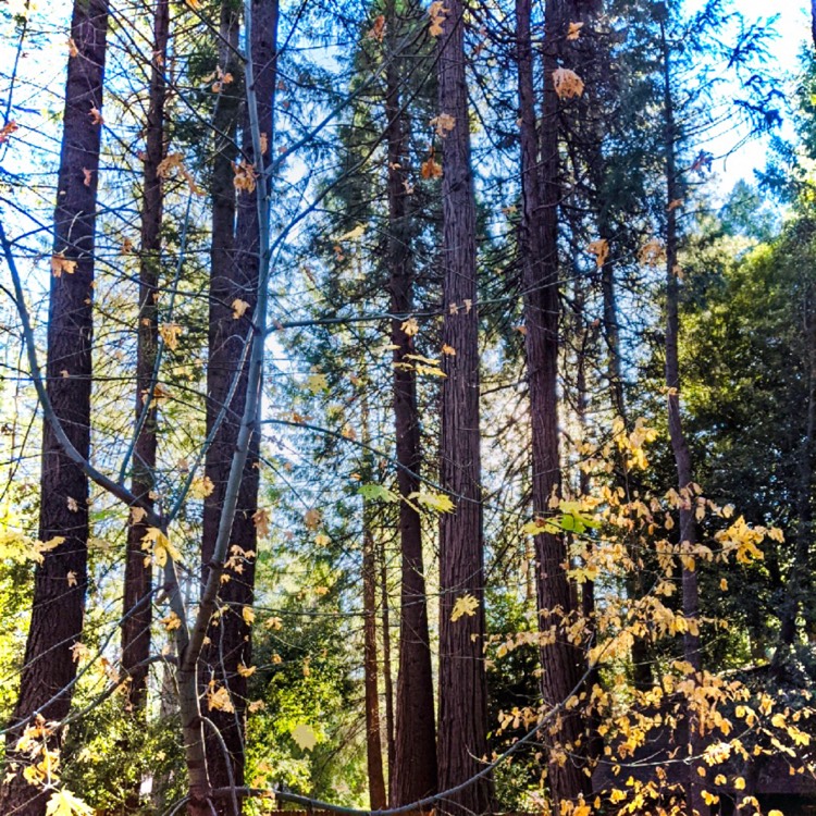 plant image 1387776