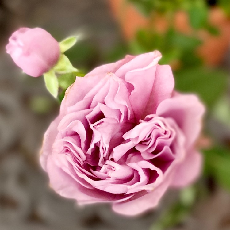 plant image 1388801