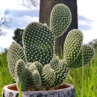 Opuntia microdasys