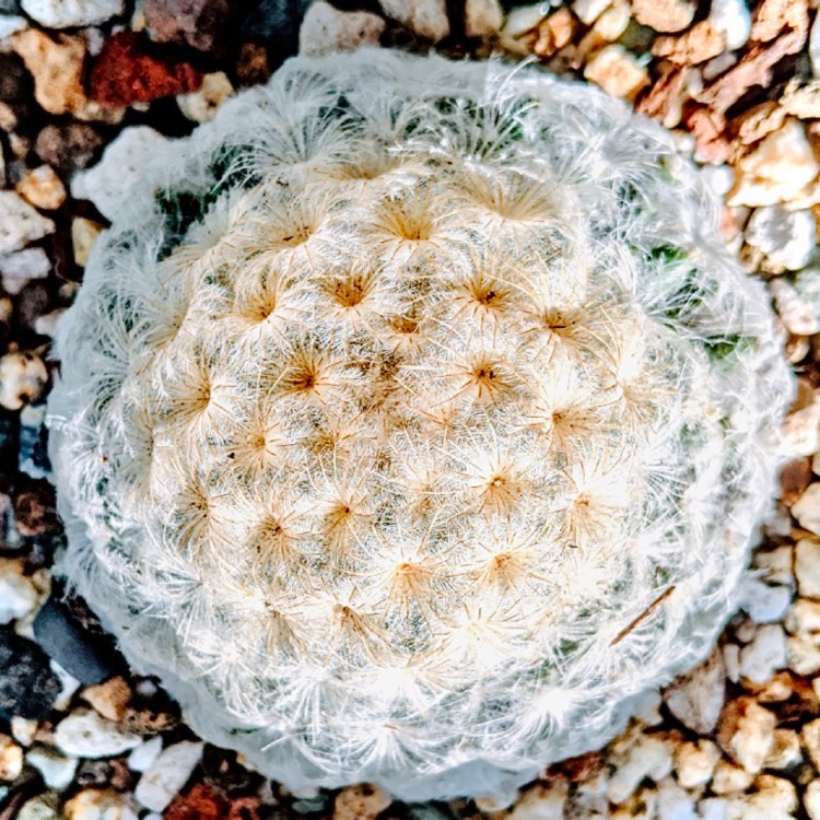 plant image 1392611 plant image 1392611