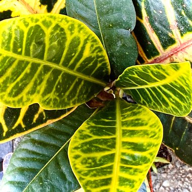 Codiaeum variegatum 'Petra'