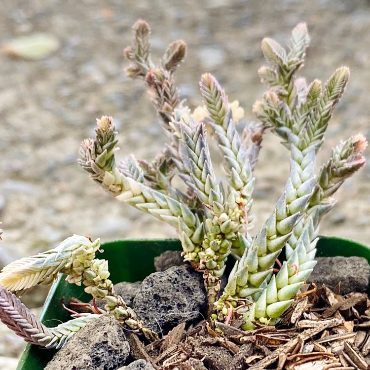 plant image 1393734