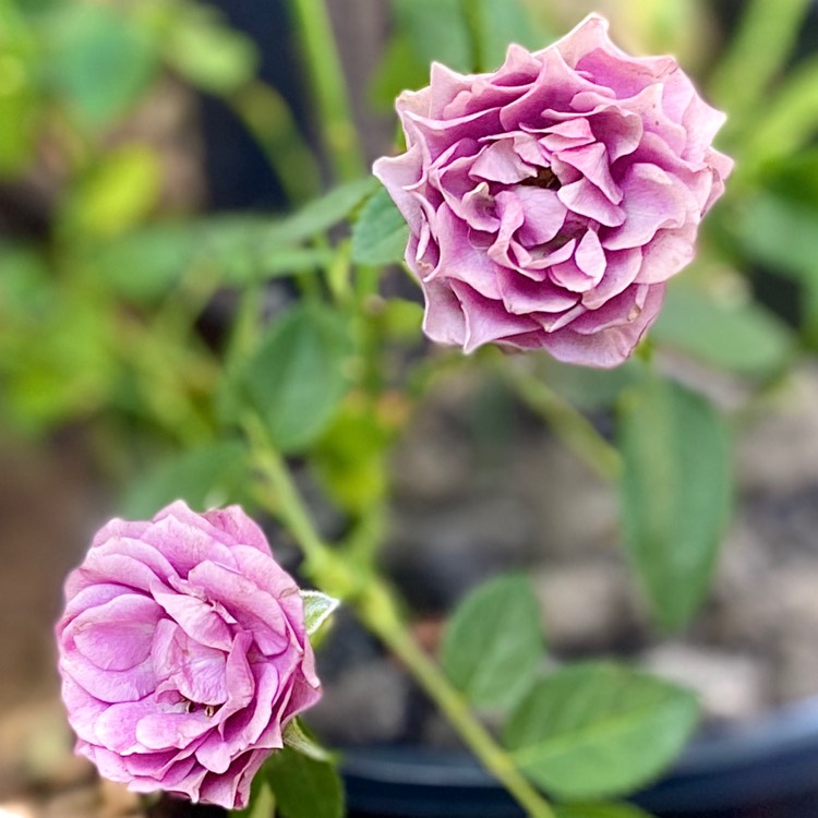plant image 1394217