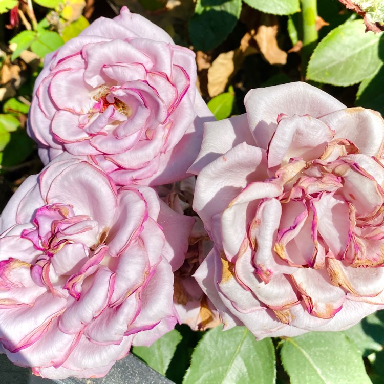 Plant image Rosa 'Tannacht' syn. Rosa 'Blue Moon', Rosa 'Blue Munday', Rosa 'Sissi', Rosa 'Navo-Rose', Rosa 'Mainzer Rad', Rosa 'Mainzer Fastnacht'