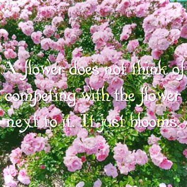Rosa (Species)