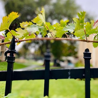 Vitis