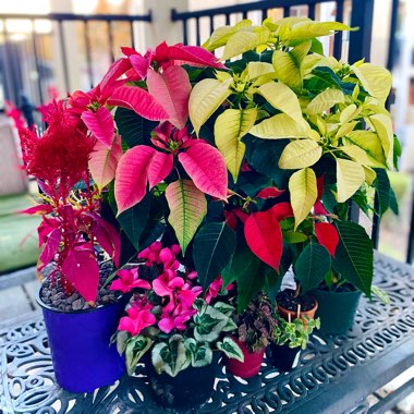 Euphorbia pulcherrima
