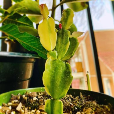 Schlumbergera truncata