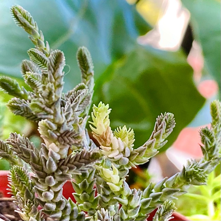 Plant image Crassula muscosa var. variegata