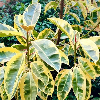 Ficus elastica 'Variegata'