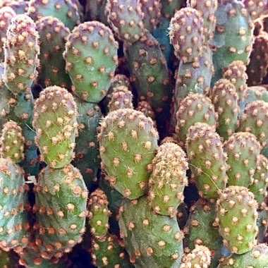 Opuntia microdasys rufida
