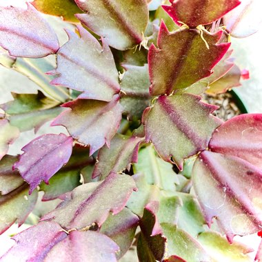 Schlumbergera truncata