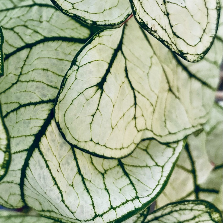plant image 1538780 plant image 1538780