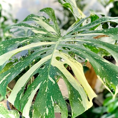 Monstera deliciosa 'Variegata'