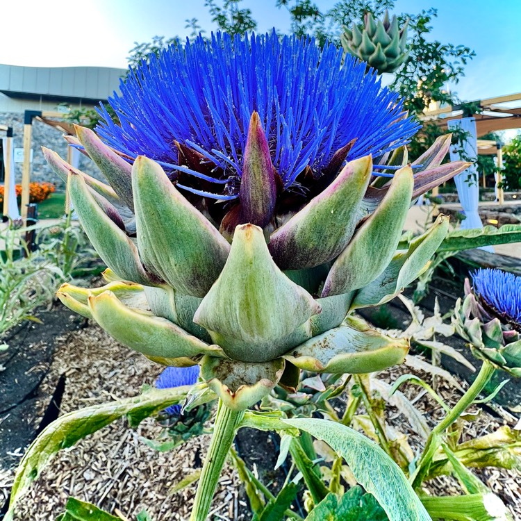 Plant image Cynara Scolymus