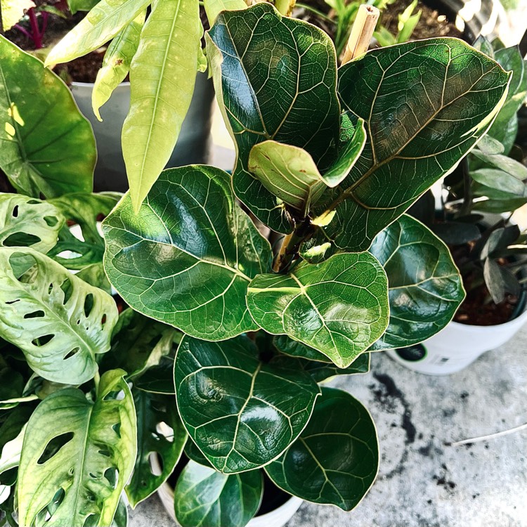 Plant image Ficus Lyrata Bambino