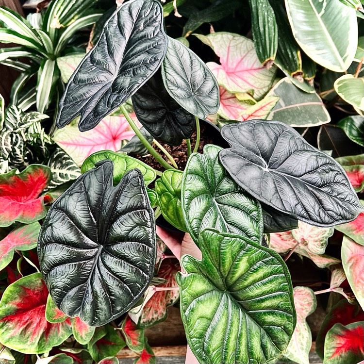Plant image Alocasia baginda 'Dragon Scale'
