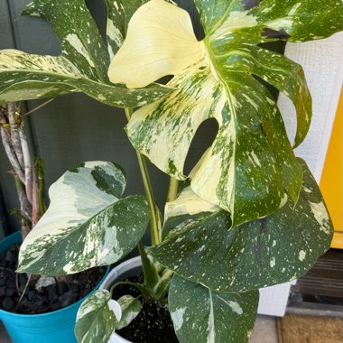Swiss Cheese Plant 'Thai Constellation'
