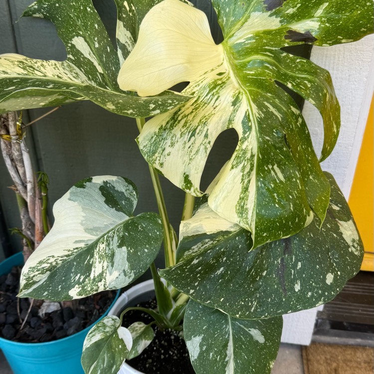 plant image 1734321