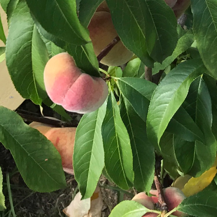 plant image 515875