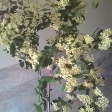 Sahar's garden
