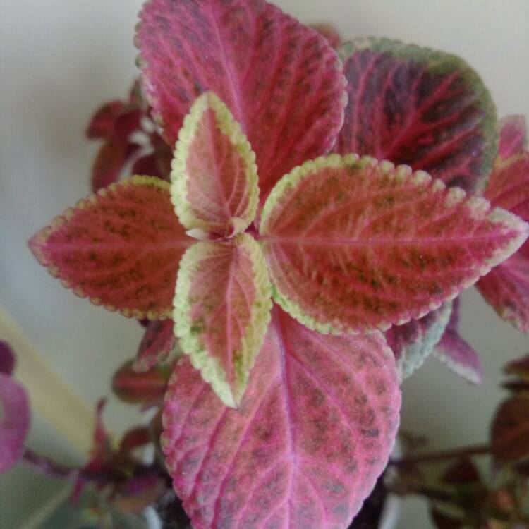 Plant image Plectranthus scutellarioides 'Red Roof'