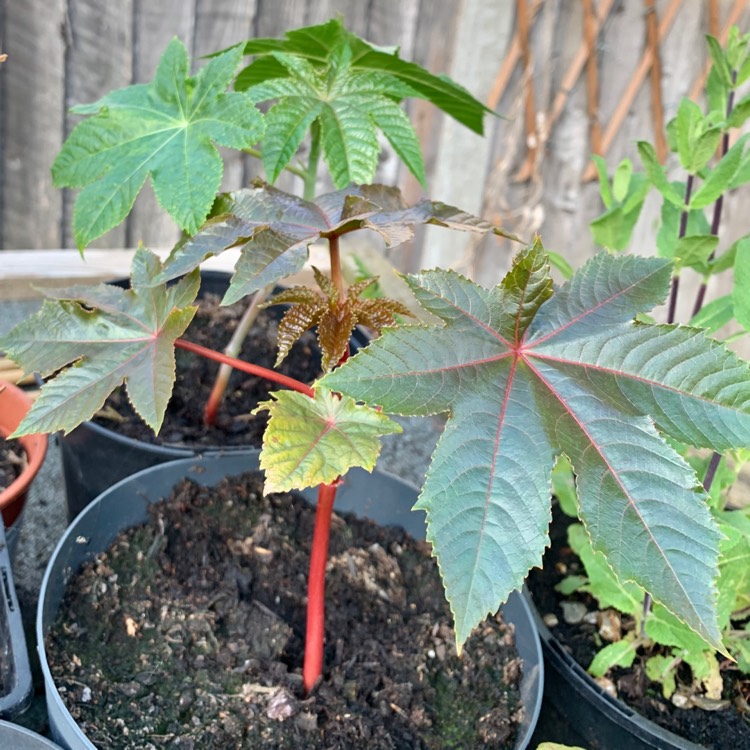 Plant image Ricinus communis 'Red Giant'
