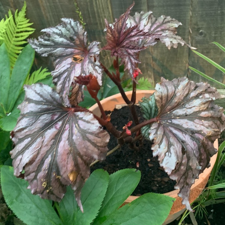Plant image Begonia 'Garden Angel Plum'