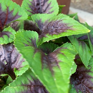 Viola 'Heartthrob'