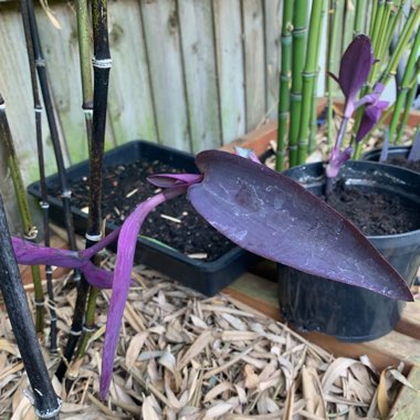 Purple-Heart Spiderwort 'Purpurea'