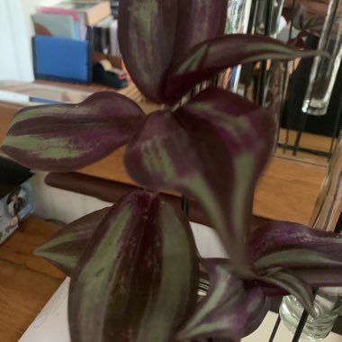 Silver Inch Plant