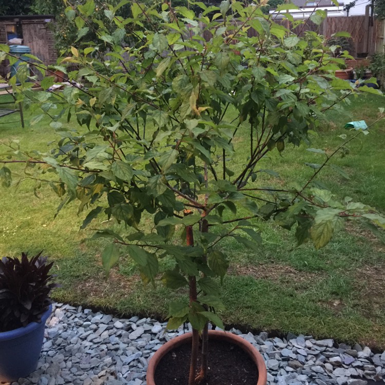 plant image 424736