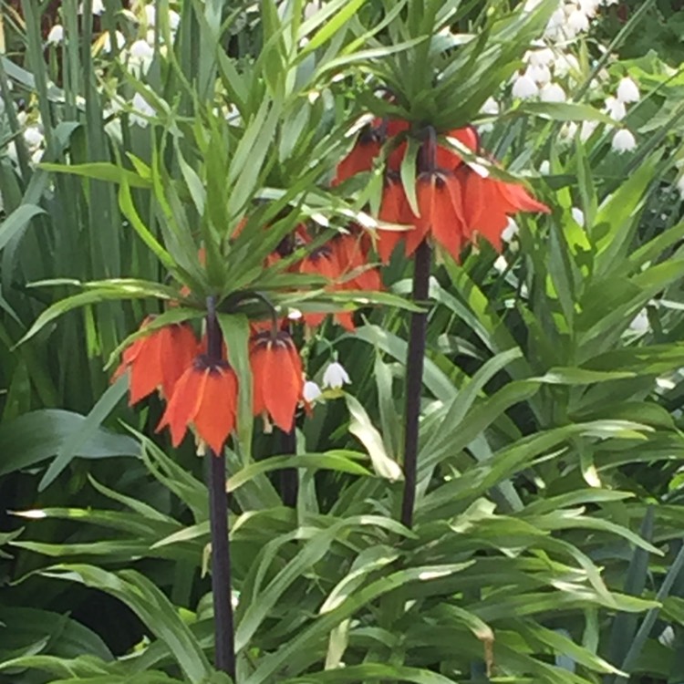 Plant image Fritillaria imperialis 'William Rex'