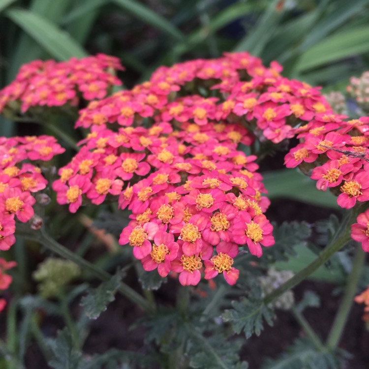 Plant image Achillea millefolium 'Summer Berries' mix