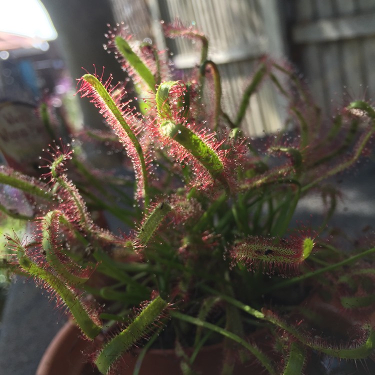 Plant image Drosera Aliciae