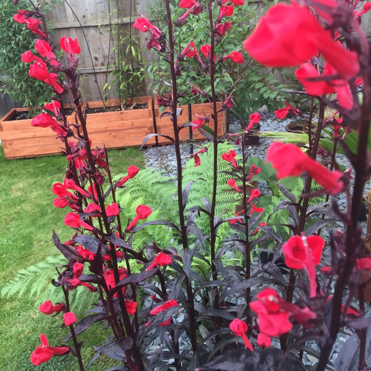 Plant image Lobelia x speciosa 'Fan Scarlet'