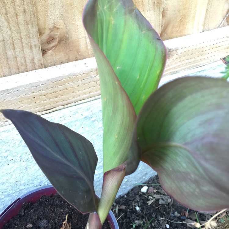 Plant image Canna indica syn. Canna discolor, Canna indica 'Edulis', Canna lanuginosa, Canna limbata, Canna 'Limbata'