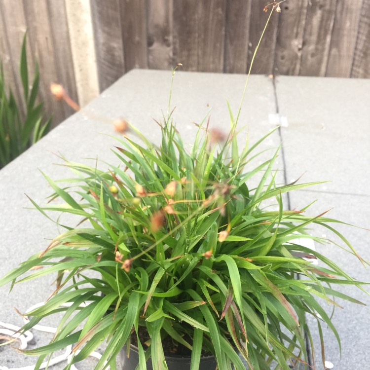 plant image 714737