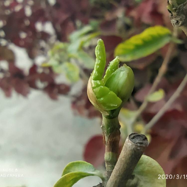 plant image 1246619