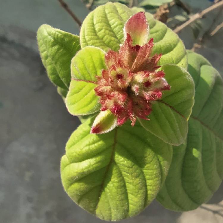 plant image 1246621